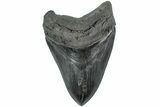 Serrated, Fossil Megalodon Tooth - South Carolina #231758-1